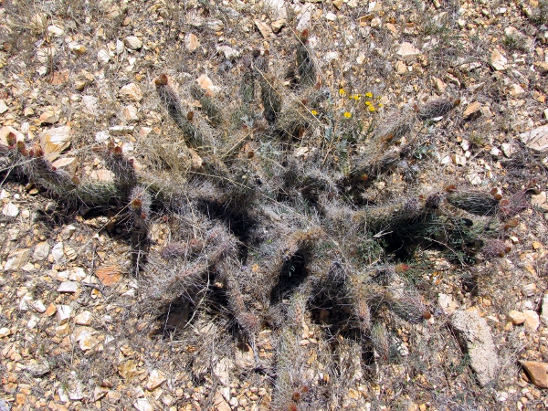 Opuntia arenaria2.jpg