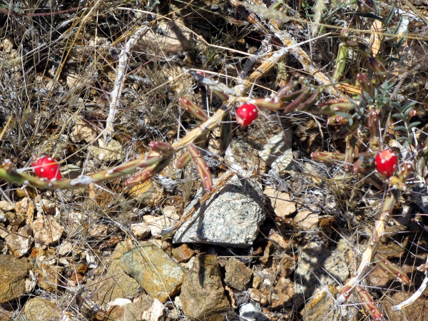 Opuntia leptocaulis1.jpg