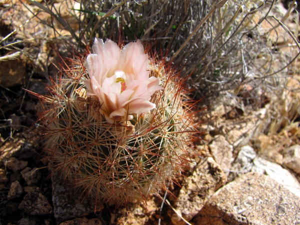 Sclerocactus (Echinomastus) intertextus1.jpg