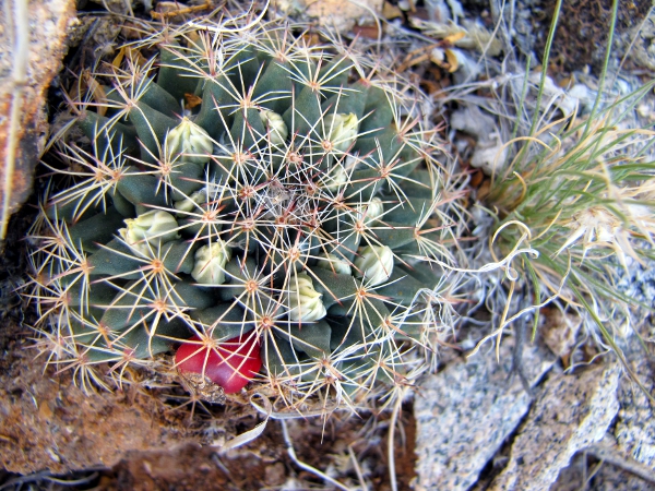 Mammillaria heyderi.jpg