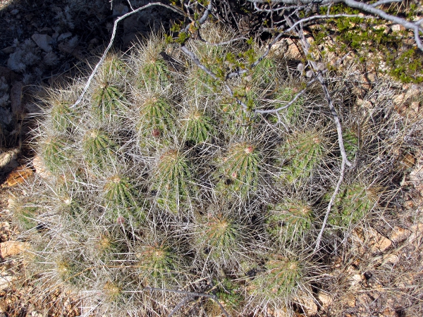 Echinocereus stramineus2.jpg