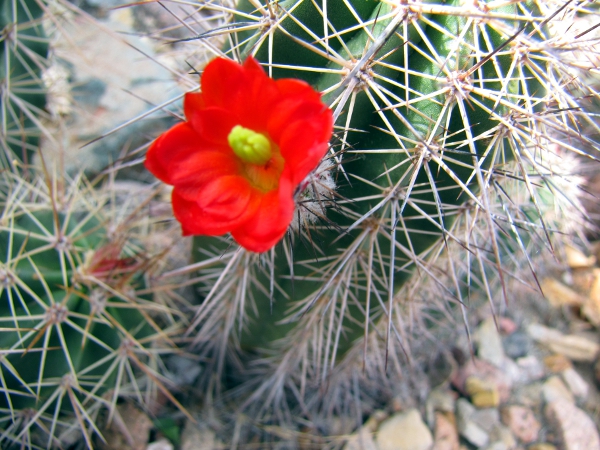 unknown Echinocereus1.jpg