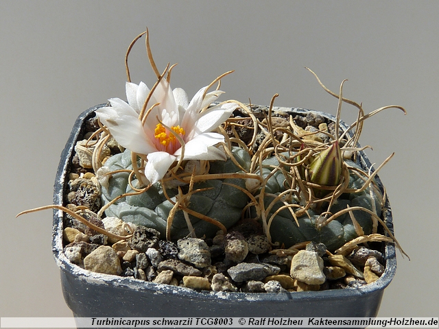 17_Turbinicarpus_schmiedickeanus_ssp._schwarzii_TCG8003.JPG