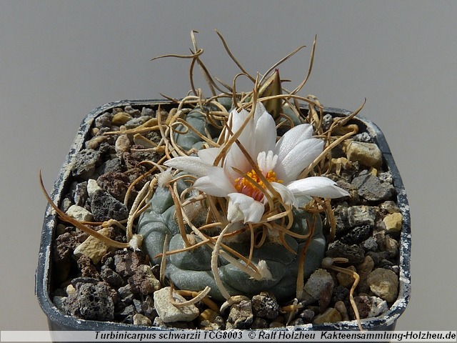 18_Turbinicarpus_schmiedickeanus_ssp._schwarzii_TCG8003.JPG