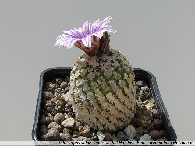 19_Turbinicarpus_valdezianus.JPG