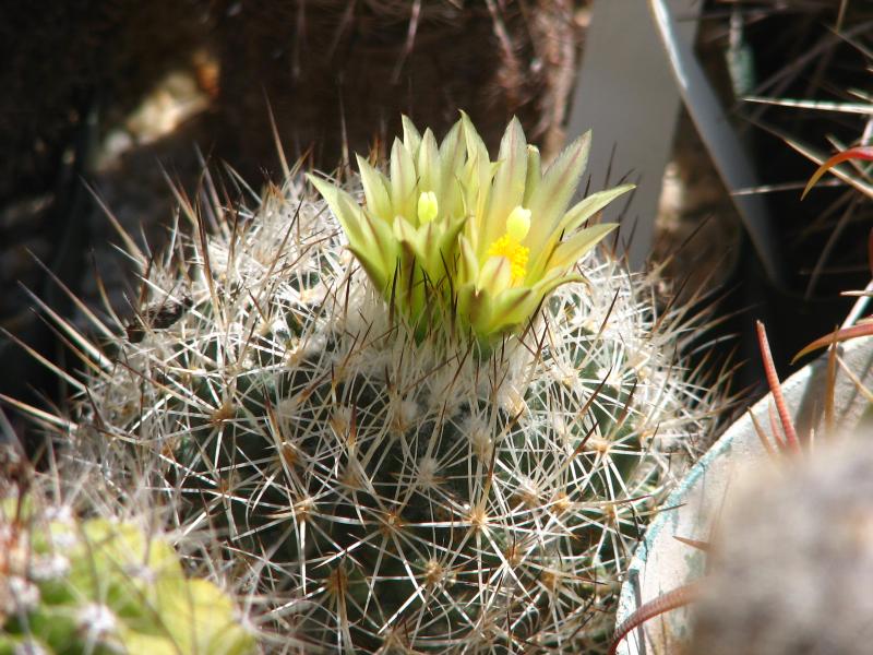 Turbinicarpus beguinii subs. hintoniorum