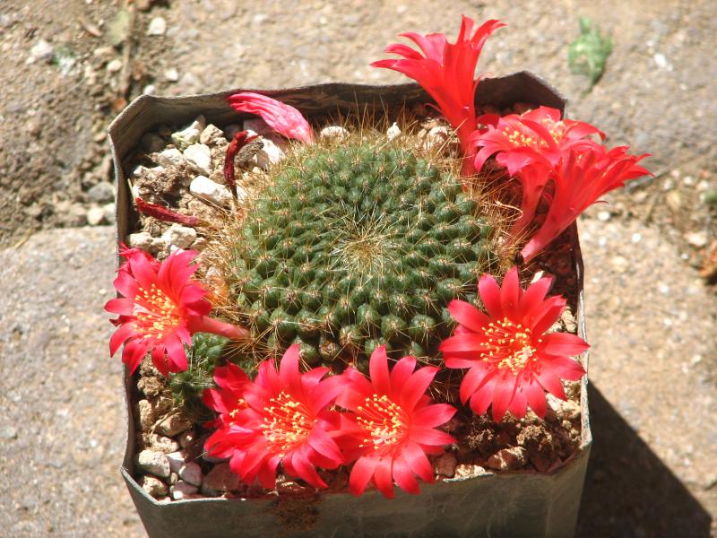 Unknown Rebutia