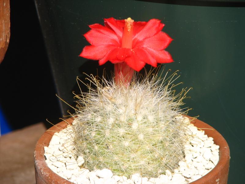 Mammillaria senilis