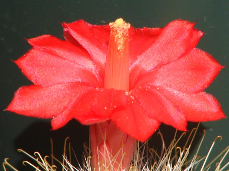 Mammillaria senilis closeup