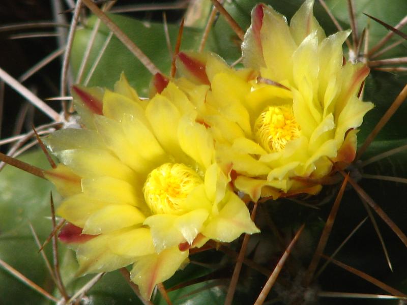 Thelocactus tulensis var. panarottoanus Closeup