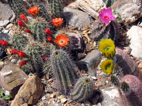 Cactus Group1a.jpg