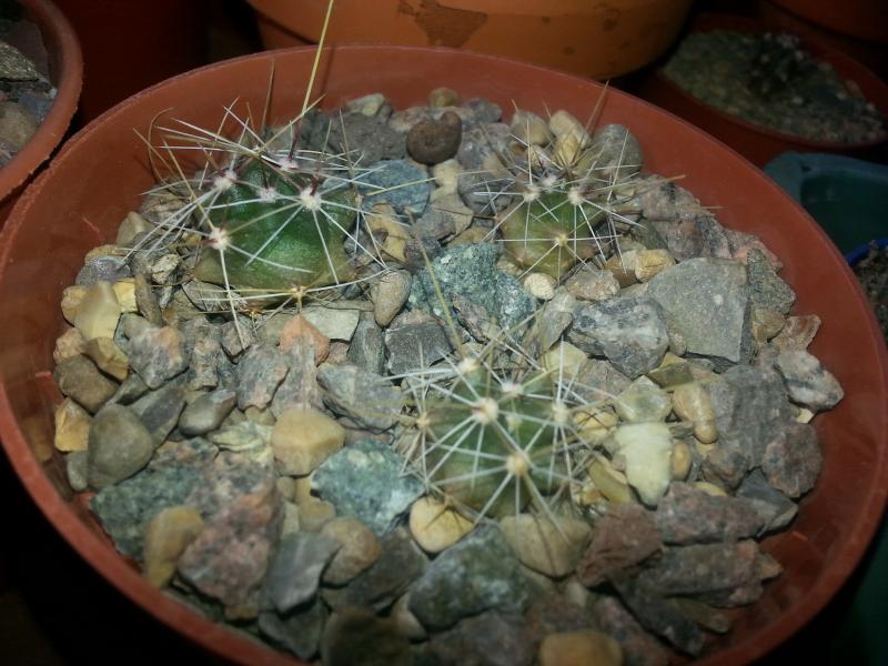 Unknown seedlings but think they may be thelocactus.