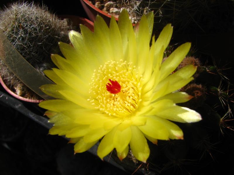 Parodia ottonis