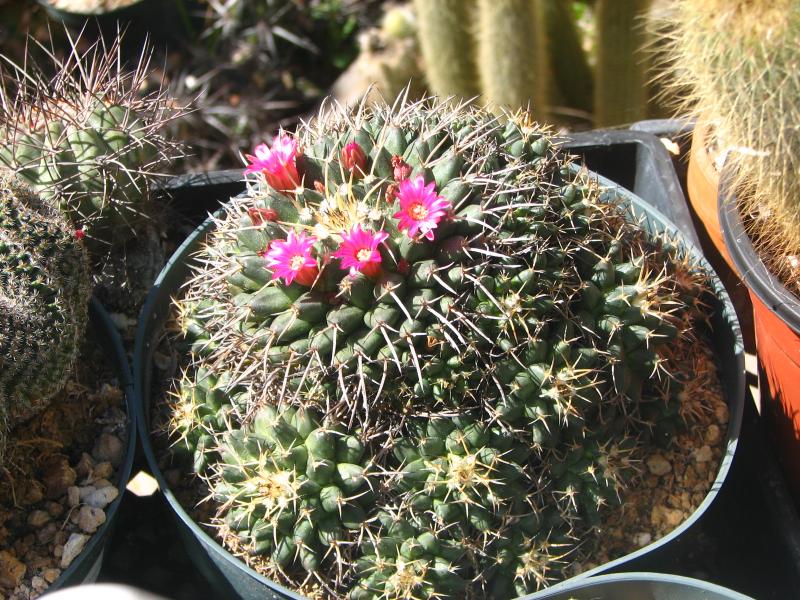 Mammillaria