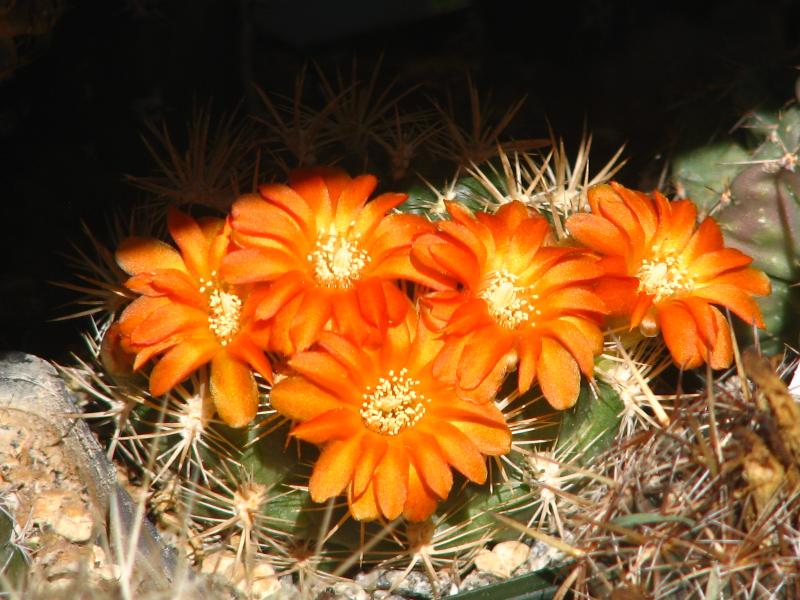 Unknown Weingartia..The orange flowers really took me by surprise!