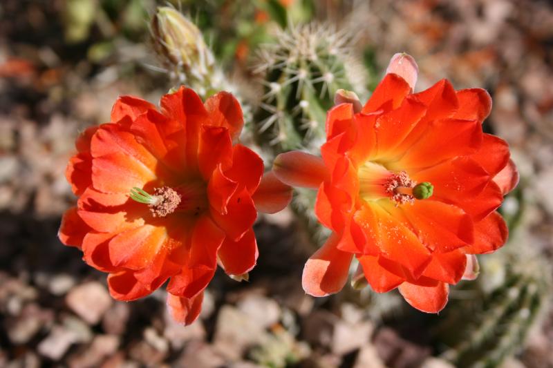 Echinocereus scheeri var. obscuriensis (Chandler, AZ)