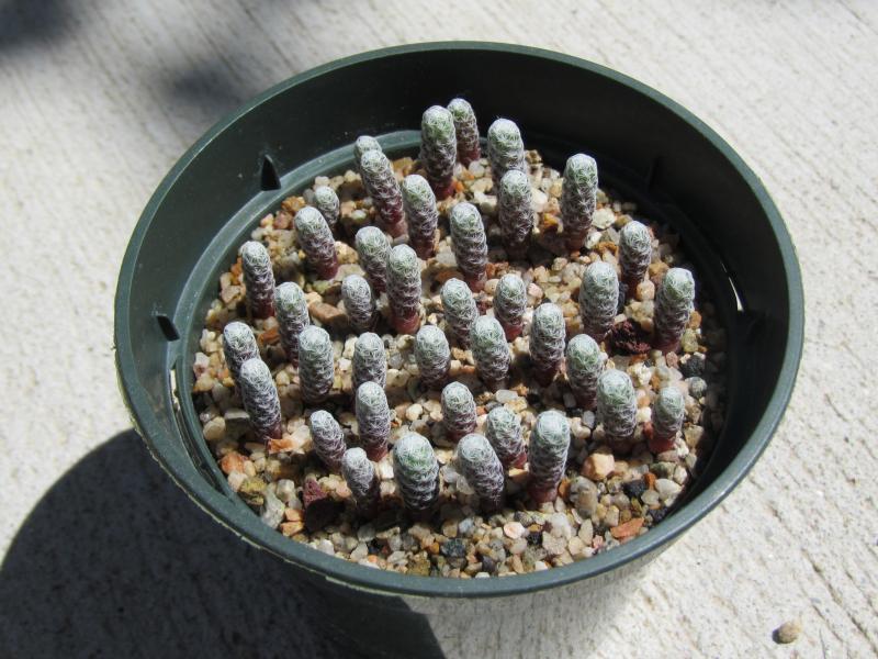 mammillaria albiflora