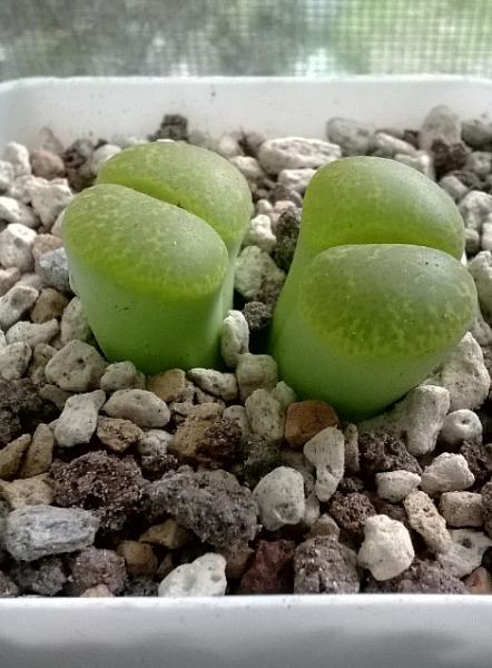 lithop lesliei albinica April 2015.jpg