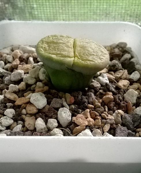 Lithop lesliei April 2015.jpg