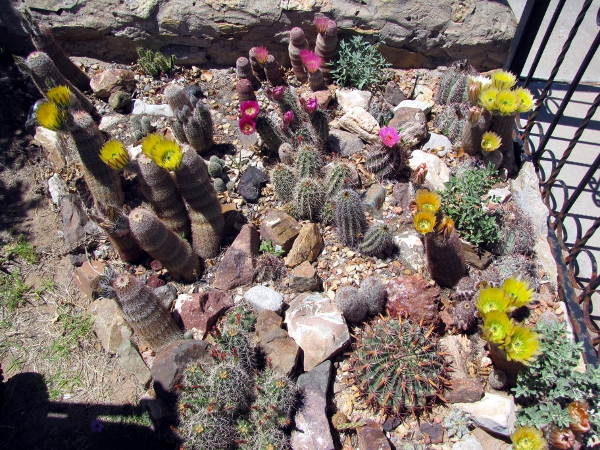 Cactus planting1a.jpg