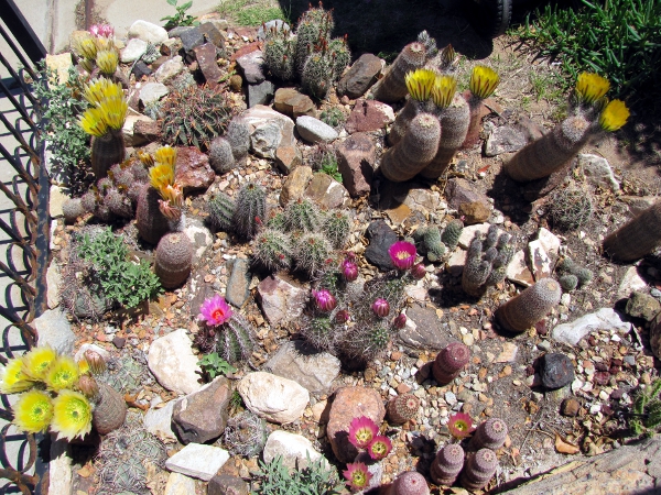 Cactus planting1b.jpg