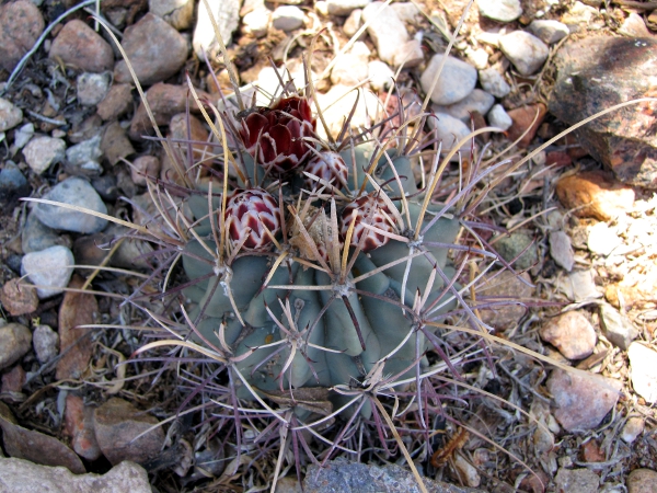 Ancistrocactus uncinatus1a.jpg