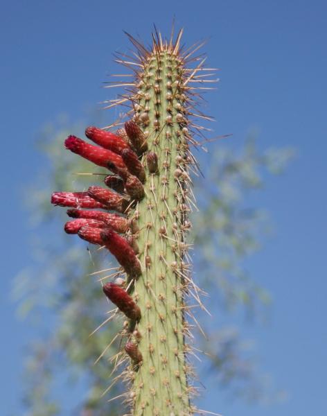 Cleistocactus ayopayanus (2015-Apr21).JPG