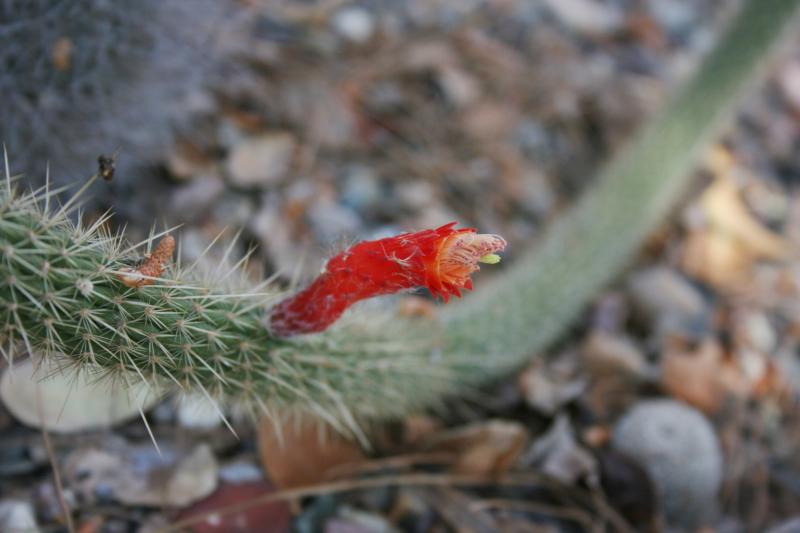 Cleistocactus baumannii 2 (2015-Apr22).JPG