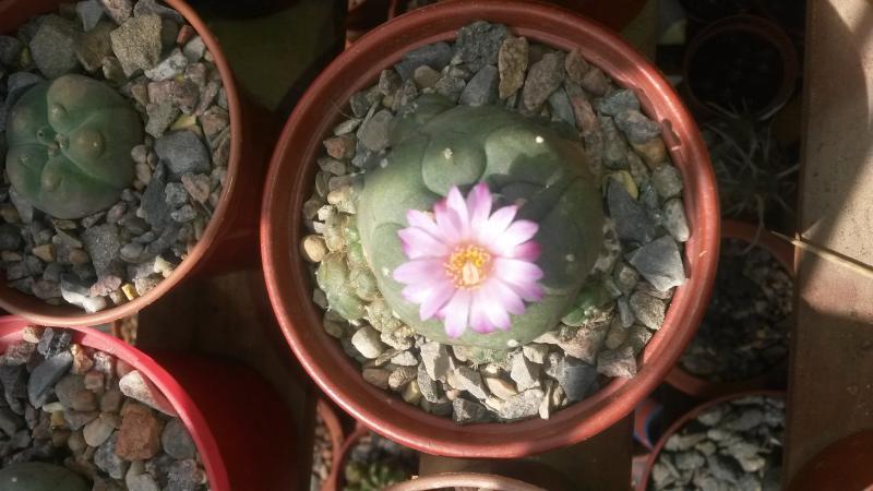 Lophophora jourdaniana