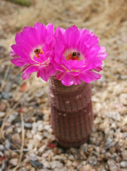 Echinocereus rigidissimus ssp. rubispinus (2015-Apr25)B.JPG