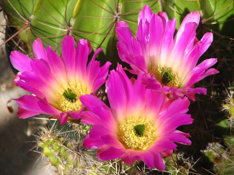 Echinocereus pentalophus