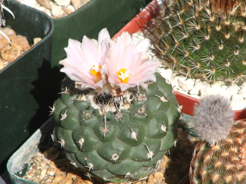 Turbinicarpus lophophoroides