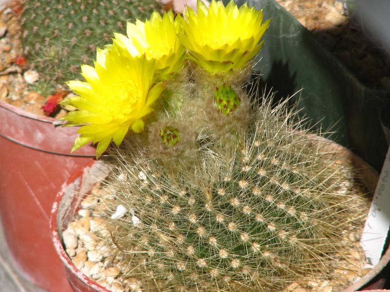 Parodia auriseta v. longispina