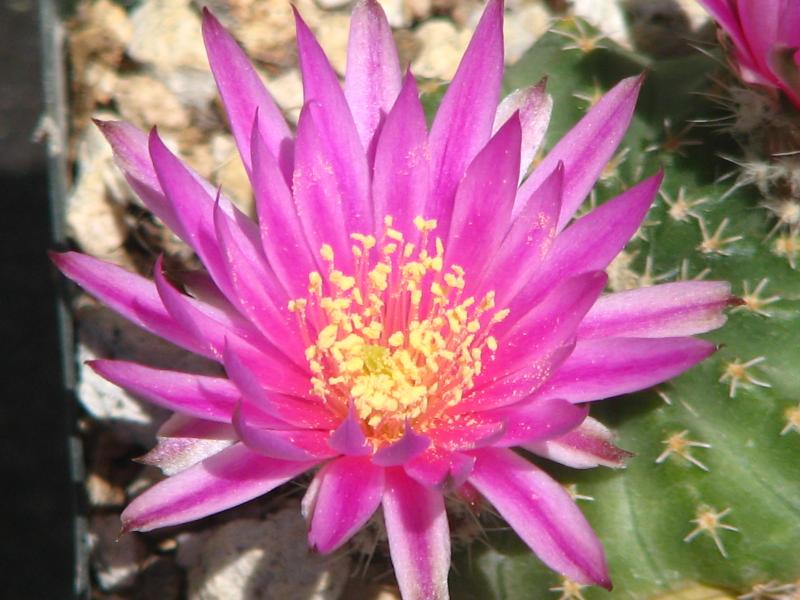 Echinocereus pulchellus ssp. weinbergii