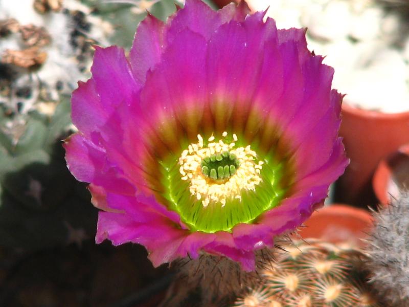 Echinocereus reichenbachii Close-up