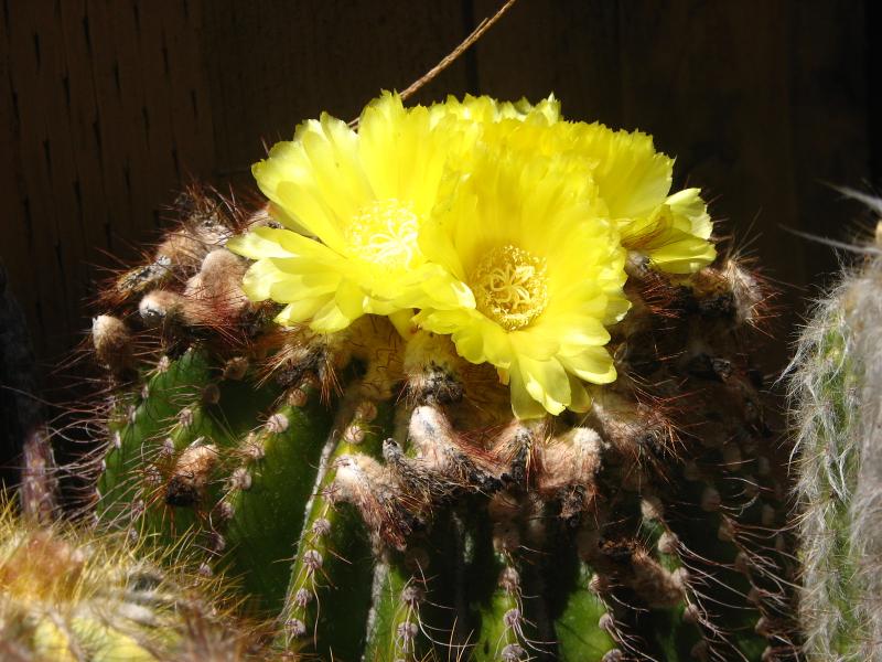 Unknown Parodia