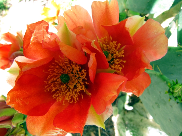 Opuntia red2a.jpg