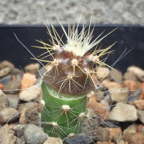 C gigantea seedling on opuntia sp seedling