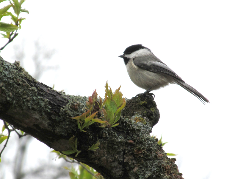 z01-chickadee.jpg