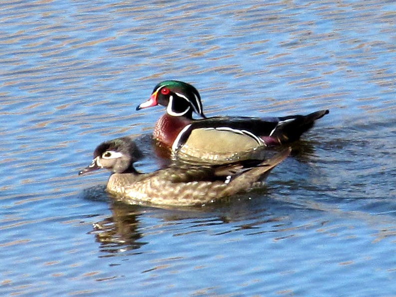 z01-woodduck.jpg