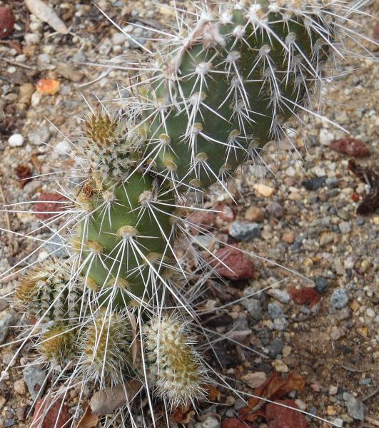cactus2015strange.jpg