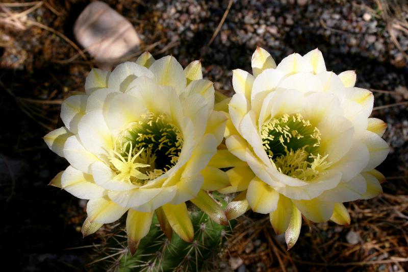 Echinopsis 'June Noon' (2015-May04)B.JPG