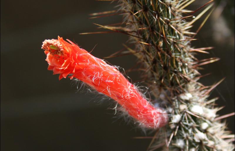 Cleistocactus baumannii 1 (2015-May04).JPG