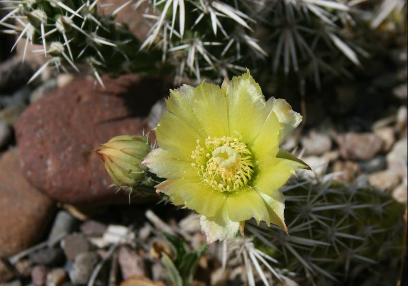 Corynopuntia clavata (2015-May07).JPG