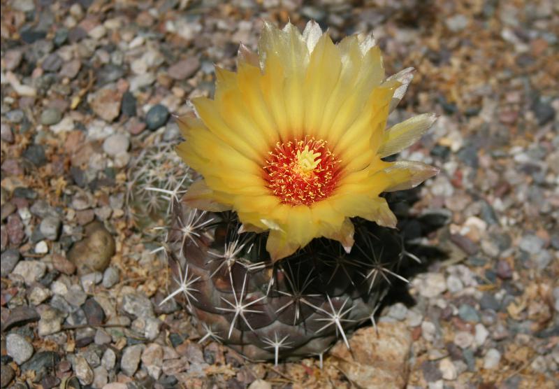 Coryphantha salinensis (2015-May07).JPG