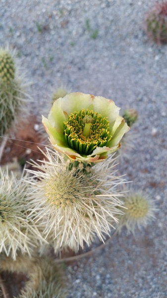 Cylindropuntia fulgida