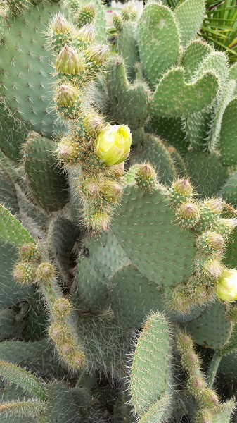 Opuntia