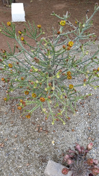 Cylindropuntia acanthocarpa