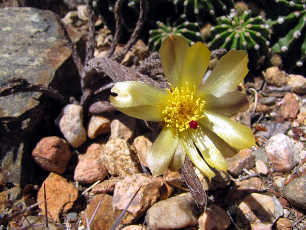 Pterocactus tuberosus1d.jpg