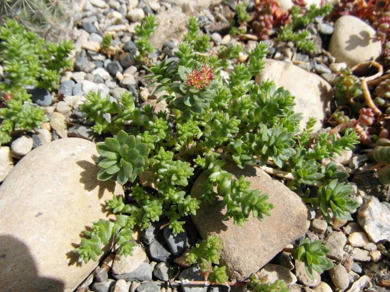 Hardy succulents.